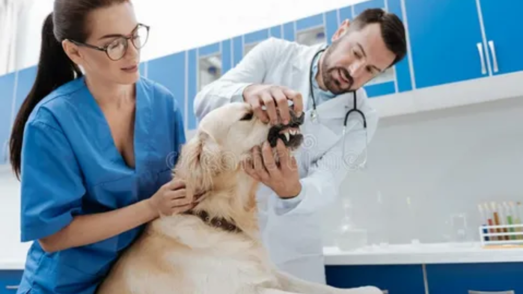 An image of a vet examining a pet