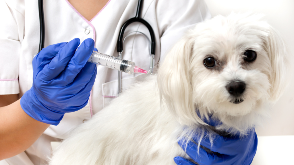 a puppy receiving medication for illness coverage