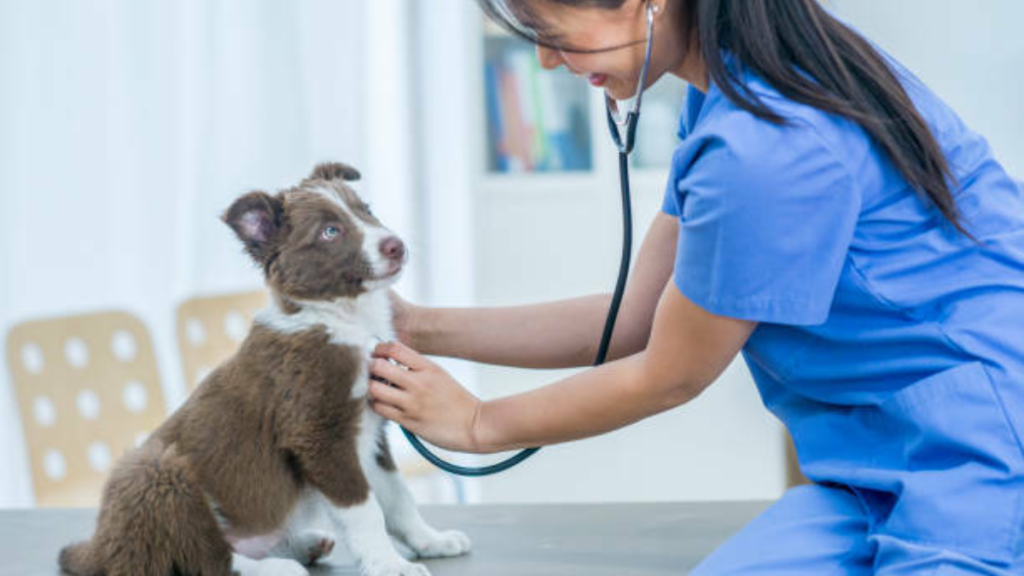 a puppy with a stethoscope or an insurance