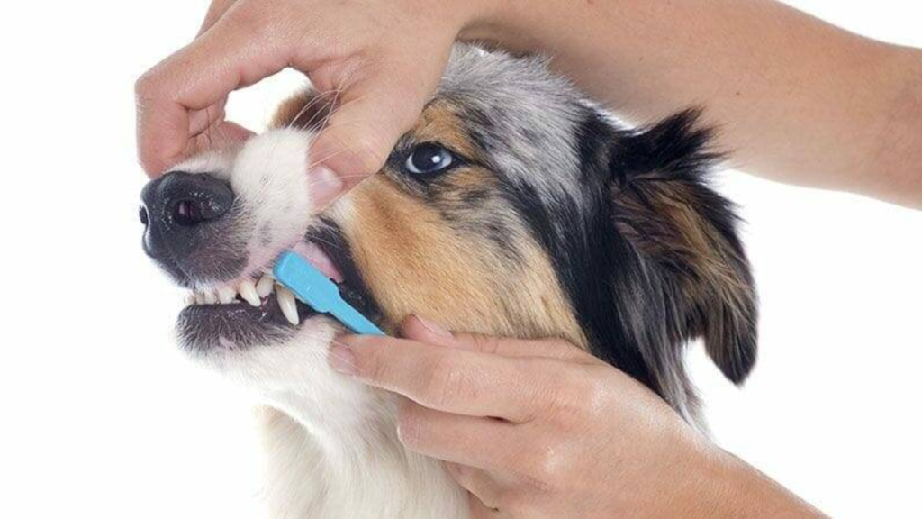 a puppy with a toothbrush for dental care coverage